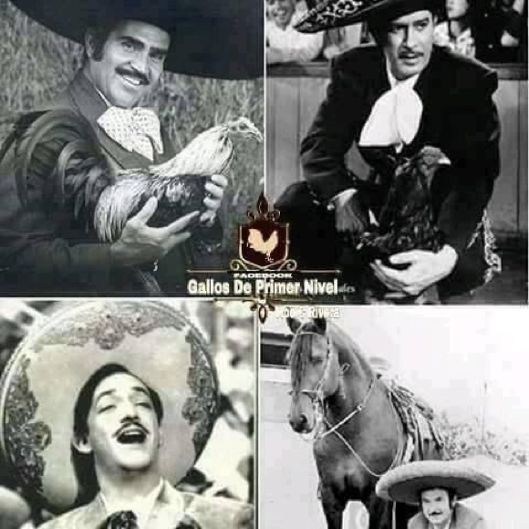 Meet your Posher, Dario - Picture 1 of 1